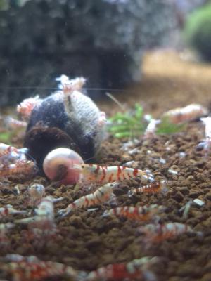 Caridina cantonensis