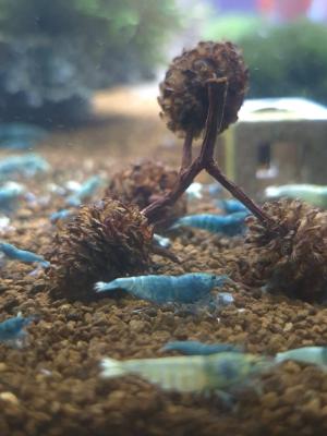 Caridina cantonensis