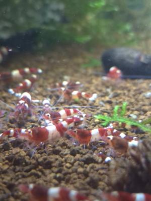 Caridina cantonensis