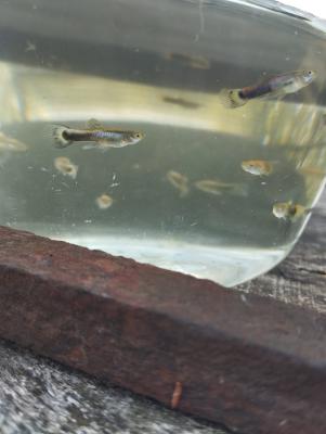 Jeunes guppys