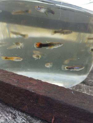 Jeunes guppys
