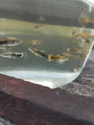 Jeunes guppys