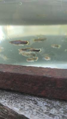 Jeunes guppys