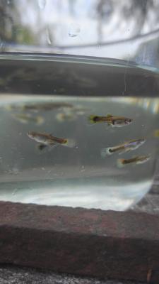 Jeunes guppys