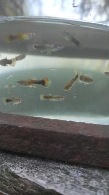 Jeunes guppys