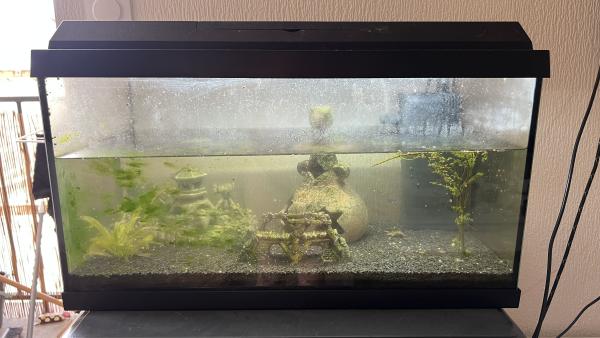 aquarium 60 L TOUT équipé avec deux poissons