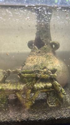 aquarium 60 L TOUT équipé avec deux poissons