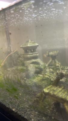 aquarium 60 L TOUT équipé avec deux poissons