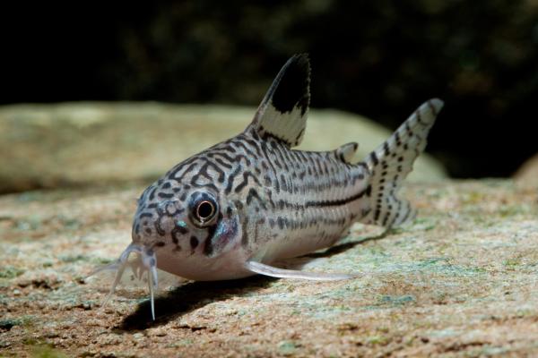 aquarium 60 L TOUT équipé avec deux poissons