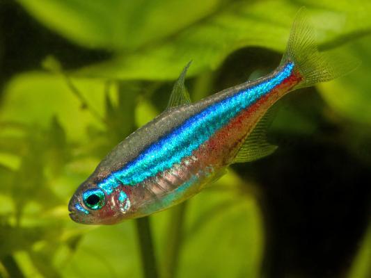 aquarium 60 L TOUT équipé avec deux poissons