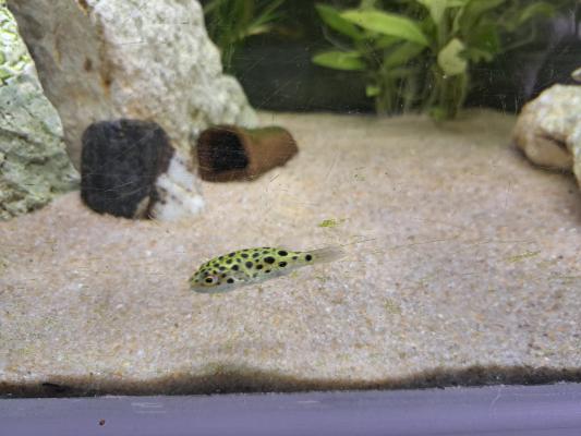 Tetraodon nigroviridis