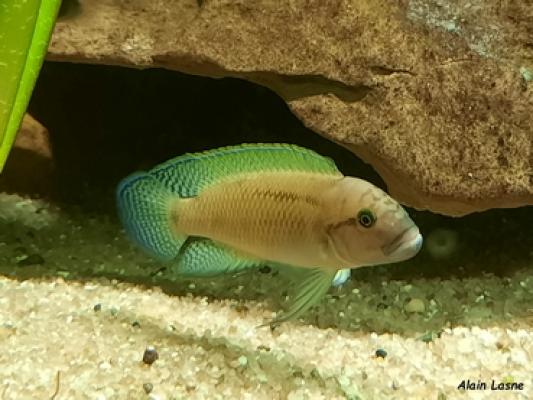 Cichlidés du lac Tanganyika