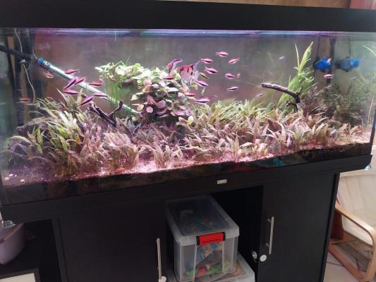 Aquarium 450 L complet