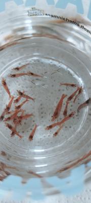 Crevettes red cherry Sakura