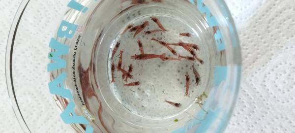Crevettes red cherry Sakura