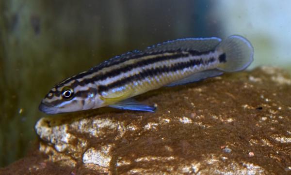 Julidochromis ornatus