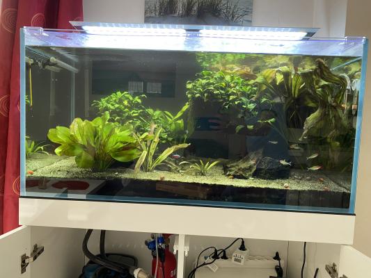 Aquarium 250L complet