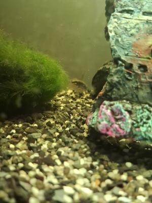 Ensemble de poissons d'aquarium