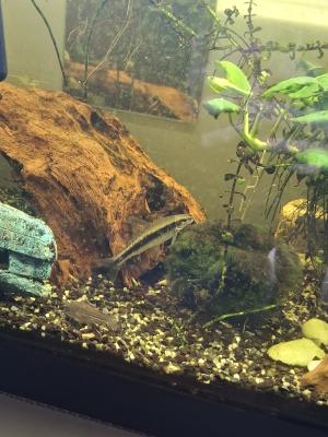 Ensemble de poissons d'aquarium