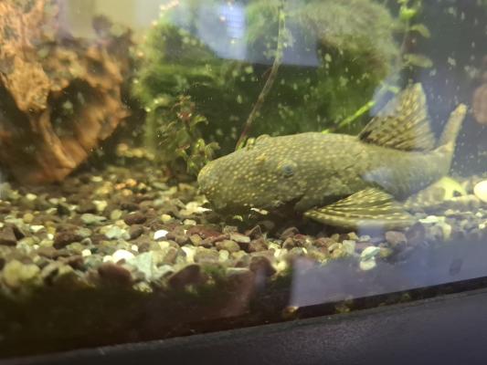 Ensemble de poissons d'aquarium
