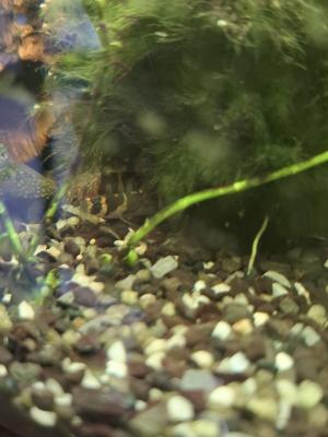 Ensemble de poissons d'aquarium