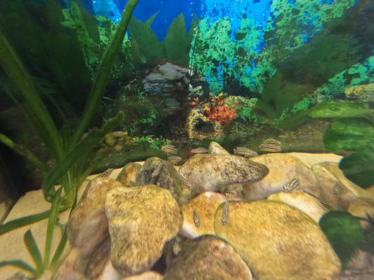 Jeunes Julidochromis ornatus lac Tanganyika
