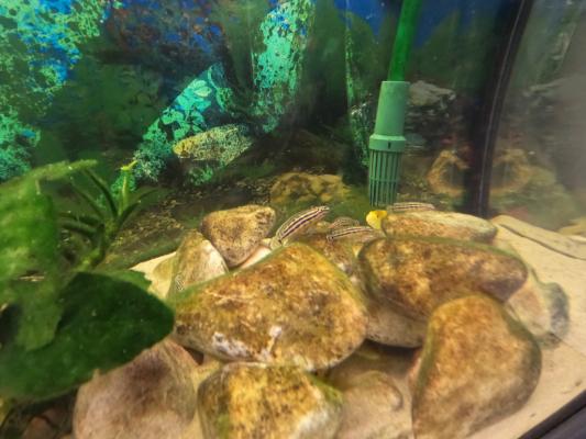 Jeunes Julidochromis ornatus lac Tanganyika
