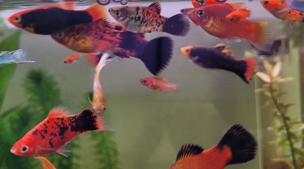 Platy