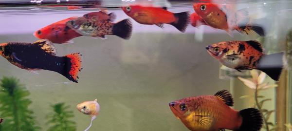 Platy
