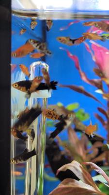 Platy