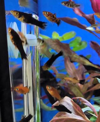 Platy