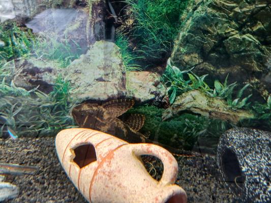 pleco leopard