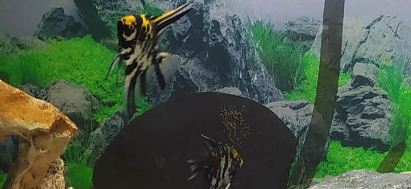 Couple Scalaires, Néons, Corydoras