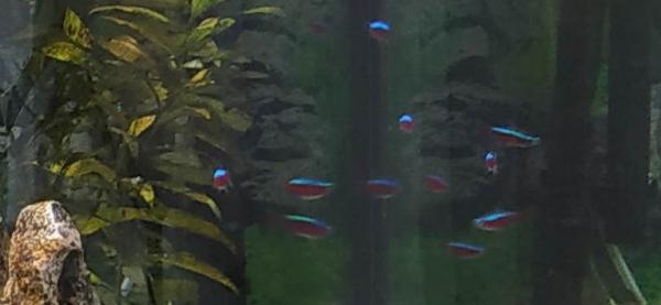 Couple Scalaires, Néons, Corydoras