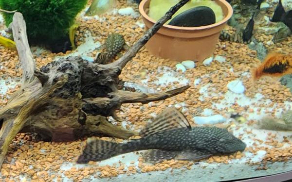 poissons d'aquarium