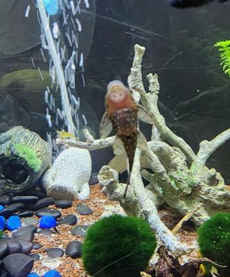poissons d'aquarium