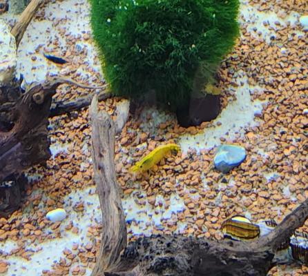 poissons d'aquarium