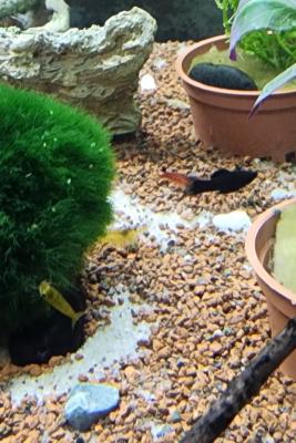 poissons d'aquarium
