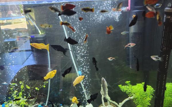 poissons d'aquarium