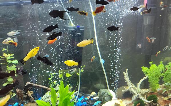 poissons d'aquarium