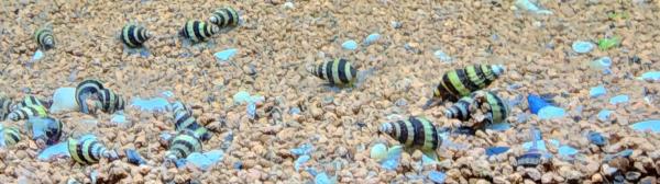 poissons d'aquarium