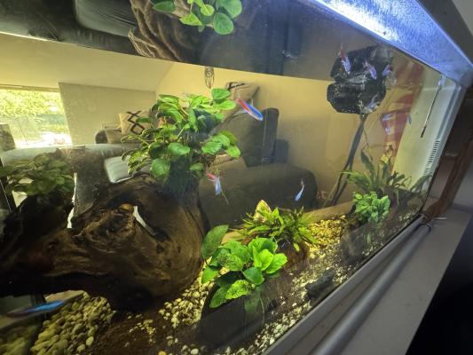 Aquarium complet et accessoires