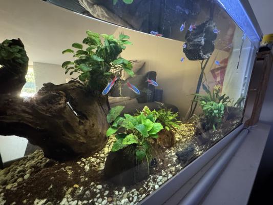 Aquarium complet et accessoires