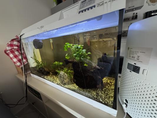 Aquarium complet et accessoires