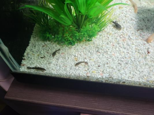 Bebe ancistrus Noir et albinos