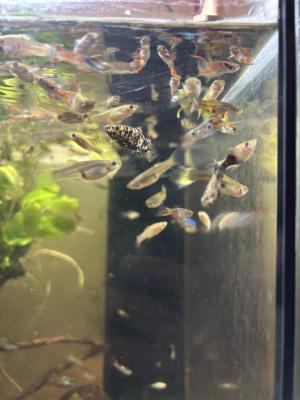 Guppies