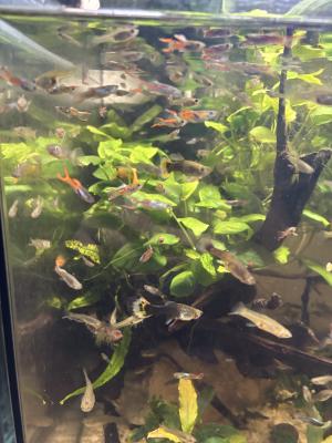 Guppies