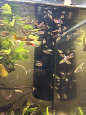 Guppies