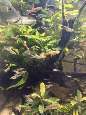 Guppies