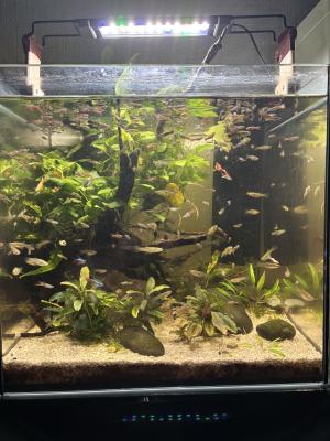 Guppies